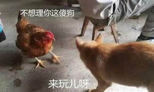 鸡犬不宁打一种动物_鸡犬不宁对天说话打一生肖