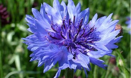 cornflower是什么意思_cornflower