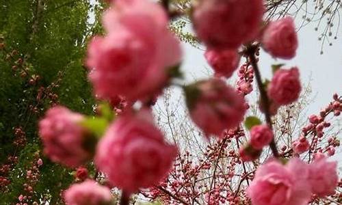 繁花似锦的意思解释_繁花似锦的意思